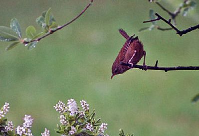Wren