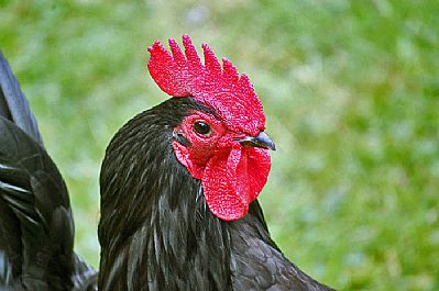 Poultry