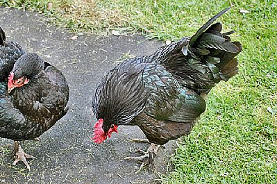Chickens