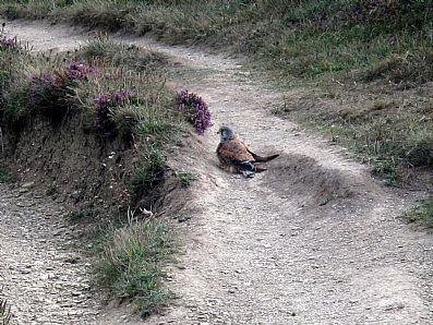 Kestrel taking a dust bath.