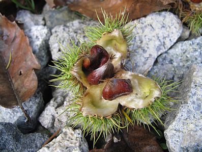 Castanea sativa - Sweet Chestnut