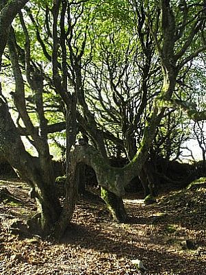Steeple Woods Nature Reserve