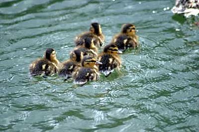 Ducklings
