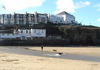 Dogs playing in the stream on Perranporth Beach