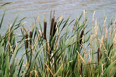 Bulrushes