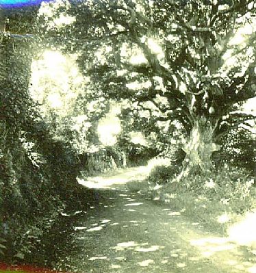 Sunken lane at Malpas Sunken lane at Malpas