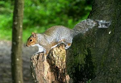 Squirrel in Tehidy Country Park
