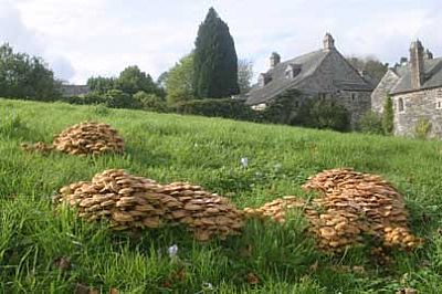 Fungi, Heralds of Autumn