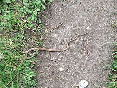 Slow Worm Slow Worm