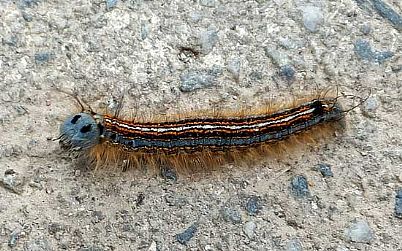 Lackey Moth Caterpillar