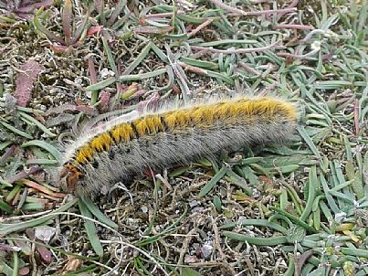 Caterpillar on the coast path near Land's End