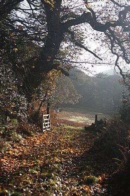 Millook Valley Woods