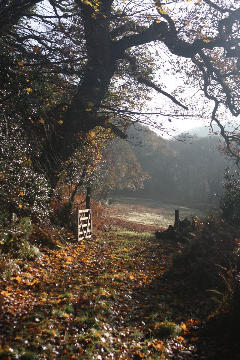 Millook Valley Woods Millook Valley Woods