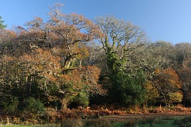 Millook Valley Woods