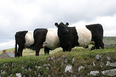 A Cornish Zebra Crossing ?