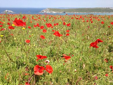 Poppy fields at West Pentire near Crantock, Newquay