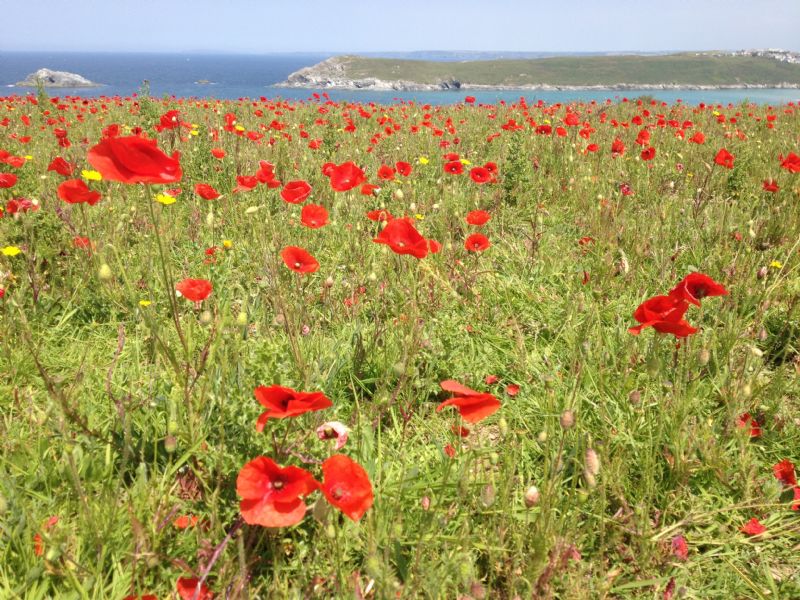 Poppy fields at West Pentire near Crantock, Newquay
