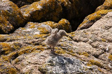 Black Backed Gull Chick