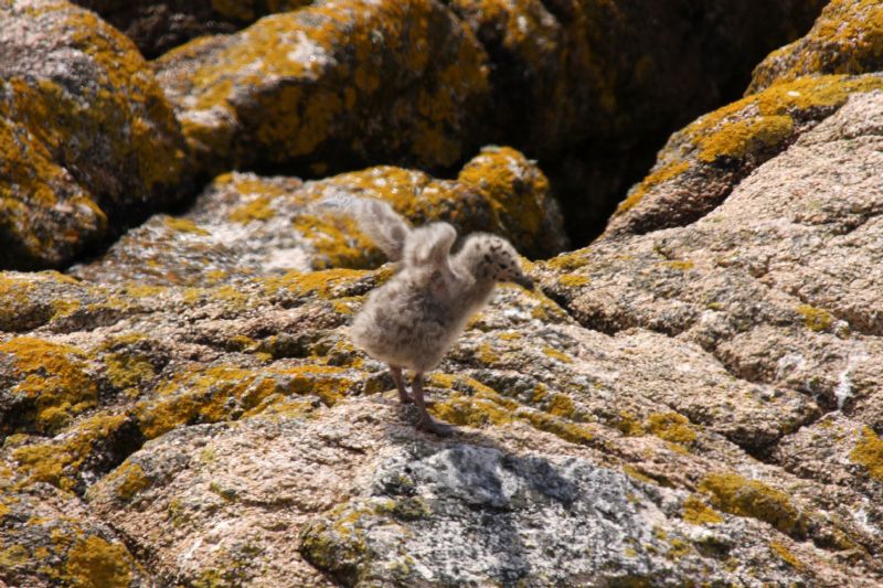 Black Backed Gull Chick