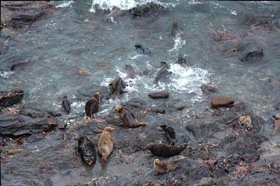 Seals at Godrevy