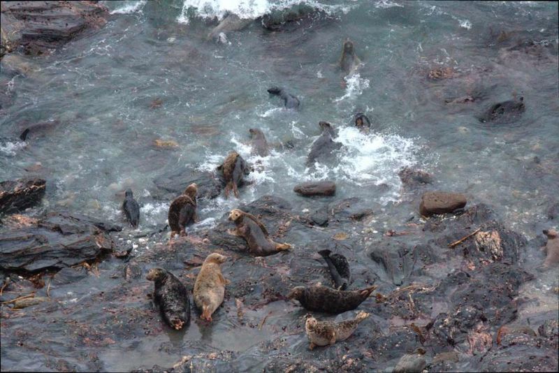 Seals at Godrevy