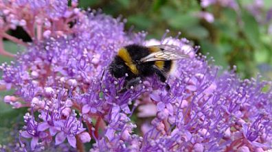Bumble Bee on Wildflowers