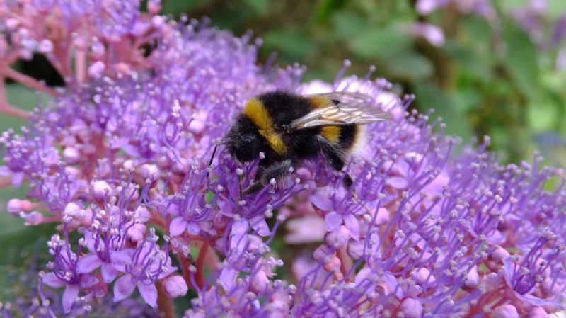 Bumble Bee on Wildflowers