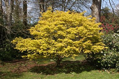 Spring in a Cornish Garden
