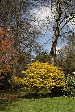 Visiting Tregothnan Open Day
