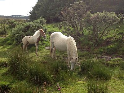 Pony and Foal on Bodmin Moor