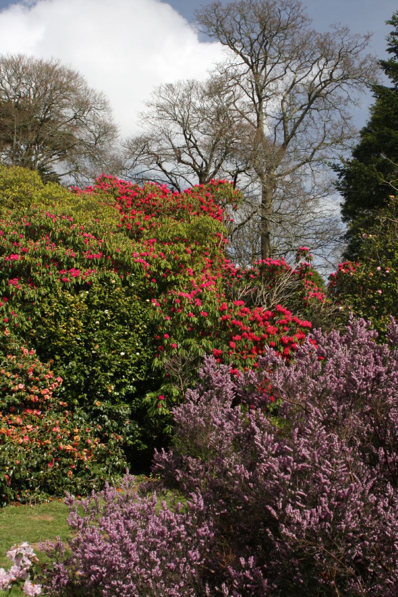 Colourful Cornish Garden Colourful Cornish Garden