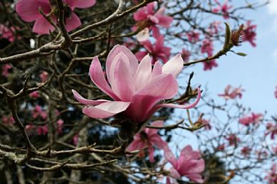 Magnolia in a Cornish Garden