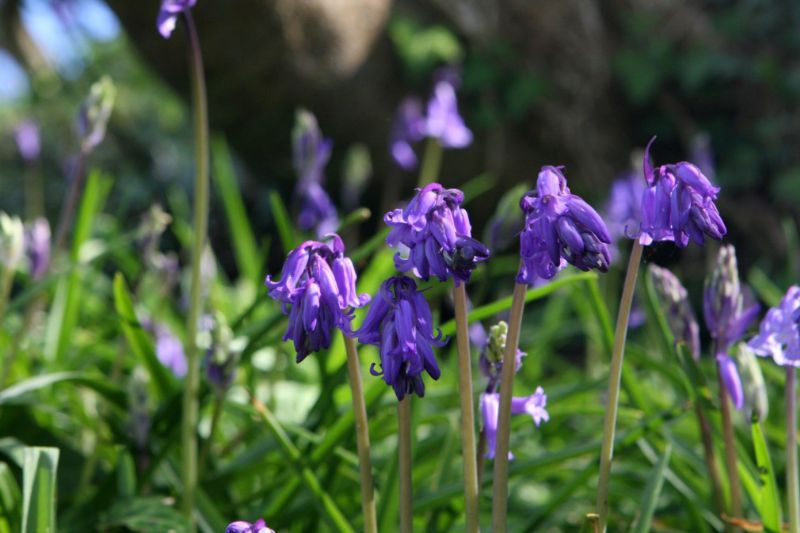 Bluebells in Cornwall