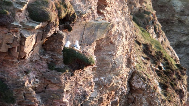 Seabirds nesting