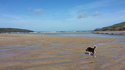 Marc's dog enjoying Porth Joke Beach