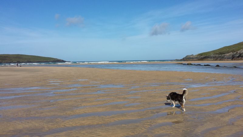 Marc's dog enjoying Porth Joke Beach Marc's dog enjoying Porth Joke Beach