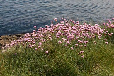 Flowers along the Coast