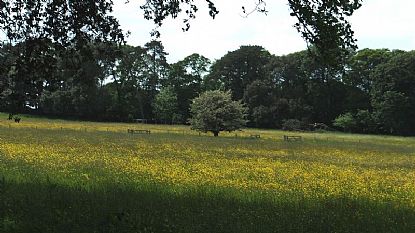 Meadow of Buttercups at Mount Edgcumbe Country Park
