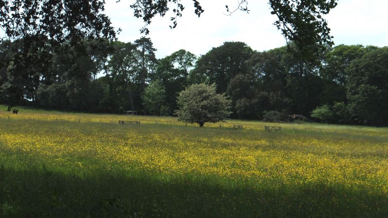 Meadow of Buttercups at Mount Edgcumbe Country Park