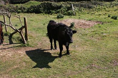 Moo and my Shadow