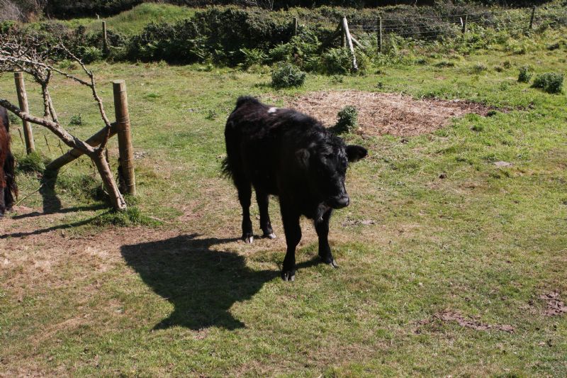 Moo and my Shadow