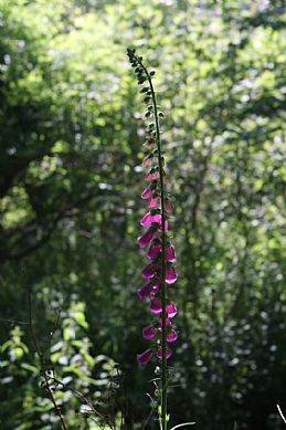 Foxglove (Digitalis purpurea)