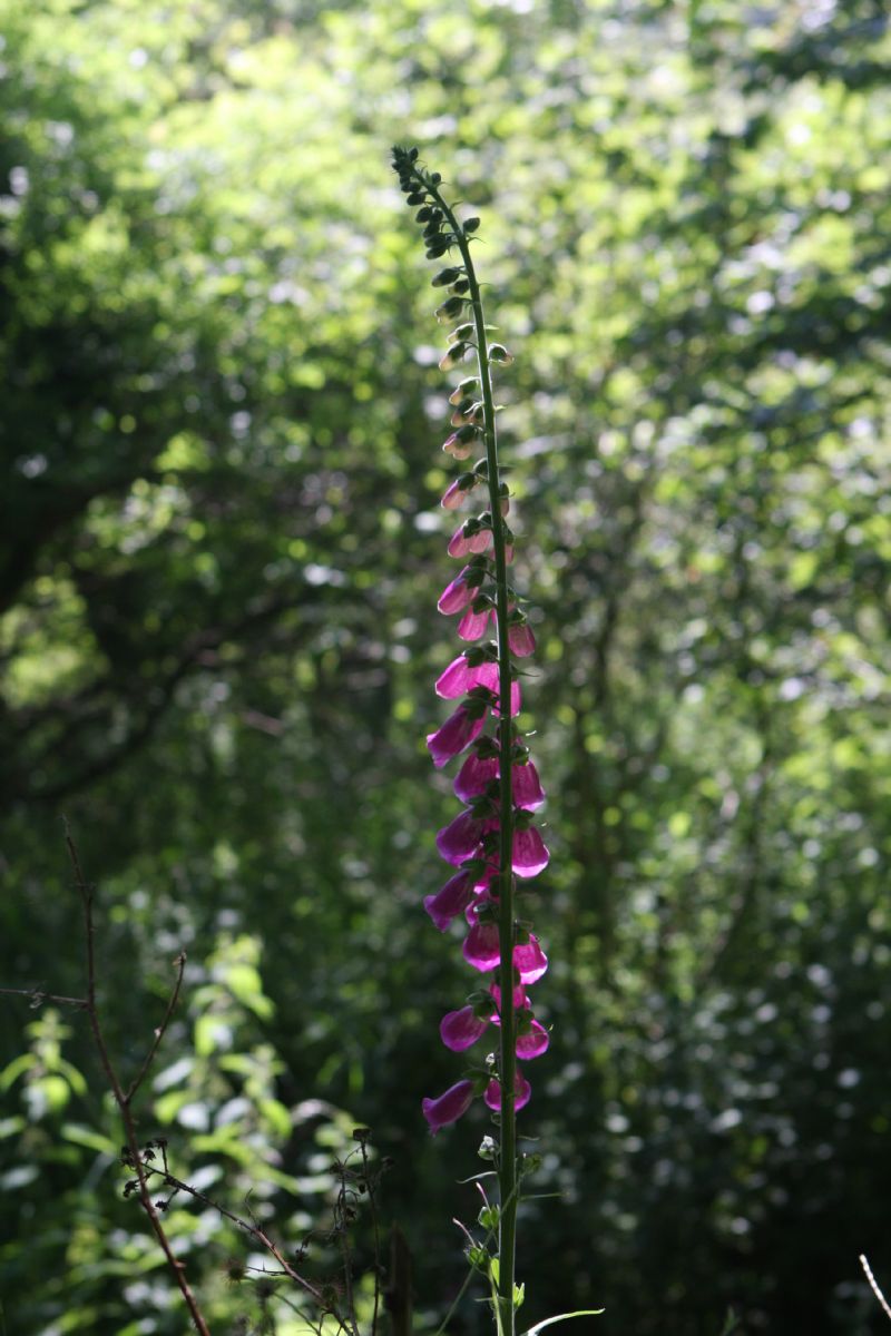 Foxglove (Digitalis purpurea)