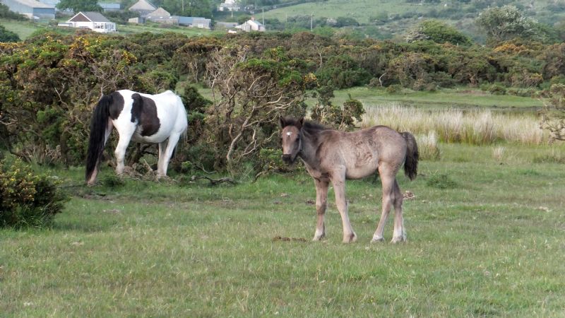 Pony and Foal on Bodmin Moor