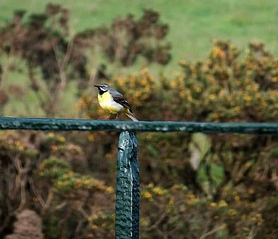 Grey Wagtail (Motacilla cinerea)