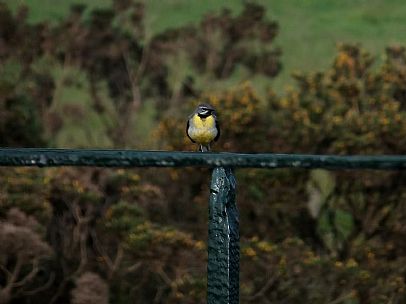 Grey Wagtail (Motacilla cinerea)