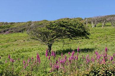Field of Foxgloves
