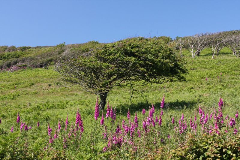 Field of Foxgloves