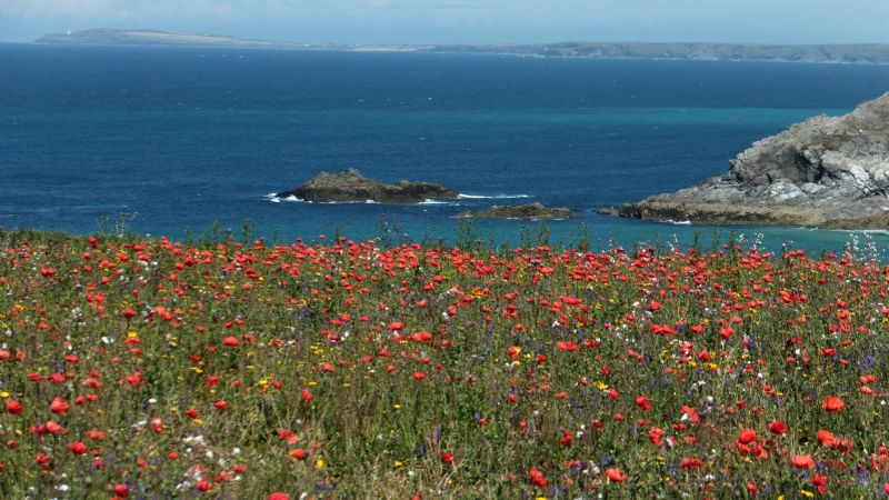 Poppy Fields on West Pentire, near Crantock