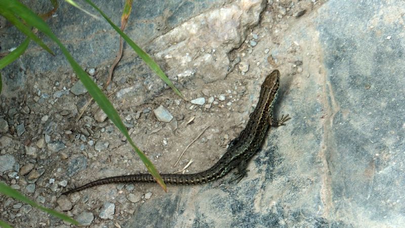 Common Lizard Common Lizard